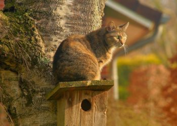 Oggetti per far felice i tuoi amici a 4 zampe: mensole per gatti