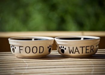 Prodotti per fare bere il tuo amico 4 zampe in estate