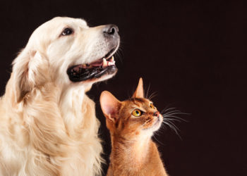 La spirulina per cani e gatti