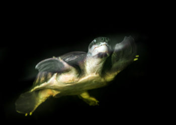 Tartaruga, l’animale che simboleggia la resilienza e la casa