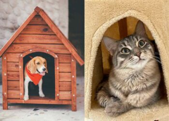 Cucce e cuscini per cani e gatti