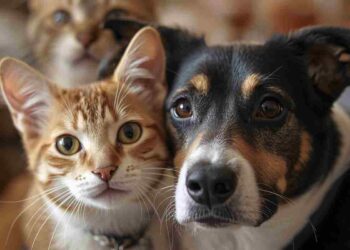 Quattro zampe al fresco: Guida pratica per proteggere cani e gatti dall’estate