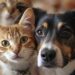 Quattro zampe al fresco: Guida pratica per proteggere cani e gatti dall’estate
