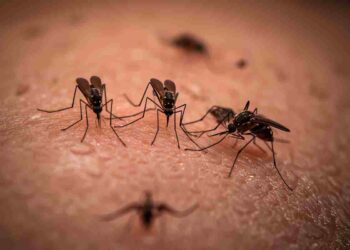 Sos zanzare: Guida pratica per un’estate senza punture